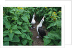 Laysan Albatross Courting by Anonymous