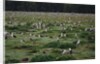 Laysan Albatross Nesting Grounds by Anonymous