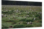Laysan Albatross Nesting Grounds by Anonymous