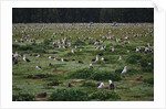 Laysan Albatross Nesting Grounds by Anonymous