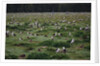 Laysan Albatross Nesting Grounds by Anonymous