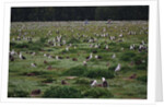 Laysan Albatross Nesting Grounds by Anonymous