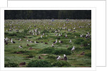 Laysan Albatross Nesting Grounds by Anonymous