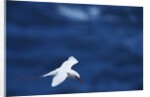 Red-Tailed Tropicbird Flying by Anonymous