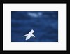 Red-Tailed Tropicbird Flying by Anonymous