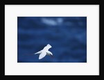 Red-Tailed Tropicbird Flying by Anonymous