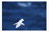 Red-Tailed Tropicbird Flying by Anonymous