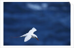 Red-Tailed Tropicbird Flying by Anonymous