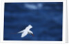 Red-Tailed Tropicbird Flying by Anonymous