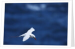 Red-Tailed Tropicbird Flying by Anonymous