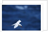 Red-Tailed Tropicbird Flying by Anonymous