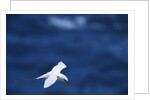 Red-Tailed Tropicbird Flying by Anonymous