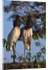 Jabiru Storks by Anonymous