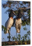 Jabiru Storks by Anonymous
