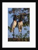 Jabiru Storks by Anonymous