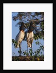 Jabiru Storks by Anonymous
