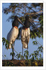 Jabiru Storks by Anonymous