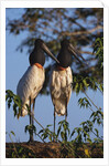 Jabiru Storks by Anonymous