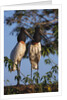 Jabiru Storks by Anonymous