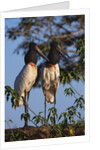 Jabiru Storks by Anonymous