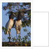Jabiru Storks by Anonymous