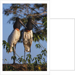 Jabiru Storks by Anonymous
