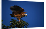 Black-Collared Hawk by Anonymous