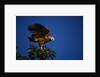 Black-Collared Hawk by Anonymous