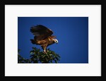 Black-Collared Hawk by Anonymous