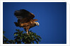 Black-Collared Hawk by Anonymous
