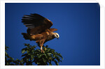 Black-Collared Hawk by Anonymous