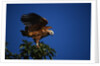 Black-Collared Hawk by Anonymous
