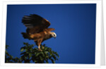 Black-Collared Hawk by Anonymous