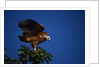 Black-Collared Hawk by Anonymous