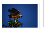 Black-Collared Hawk by Anonymous