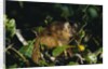 Black-Capped Capuchin by Anonymous