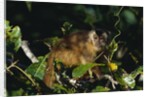 Black-Capped Capuchin by Anonymous