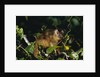 Black-Capped Capuchin by Anonymous