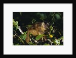 Black-Capped Capuchin by Anonymous