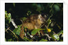 Black-Capped Capuchin by Anonymous