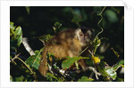 Black-Capped Capuchin by Anonymous