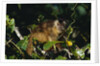 Black-Capped Capuchin by Anonymous