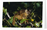 Black-Capped Capuchin by Anonymous