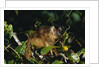 Black-Capped Capuchin by Anonymous