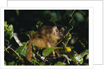 Black-Capped Capuchin by Anonymous