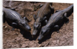 Black Caimans Sunbathing by Anonymous