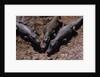 Black Caimans Sunbathing by Anonymous