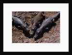 Black Caimans Sunbathing by Anonymous