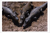 Black Caimans Sunbathing by Anonymous