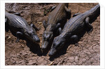 Black Caimans Sunbathing by Anonymous